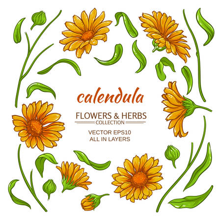 calendula elements  vector setのイラスト素材
