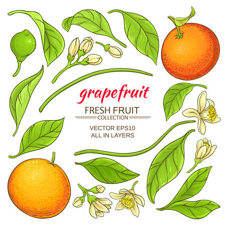 A grapefruit elements set with plantsのイラスト素材