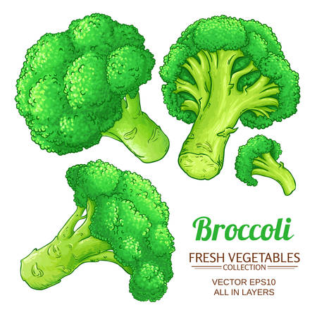broccoli vector isolatedのイラスト素材
