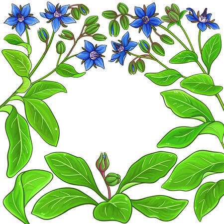 borage plant vector frame on white backgroundのイラスト素材