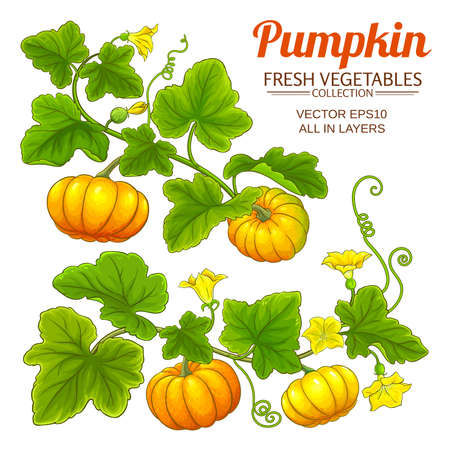 pumpkin vector setのイラスト素材