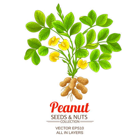 peanut vector illustration on white backgroundのイラスト素材