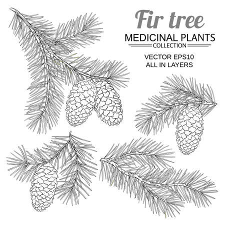fir tree vetor set on white backgroundのイラスト素材