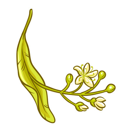 Linden Branch with Flowers Colored Illustrationのイラスト素材