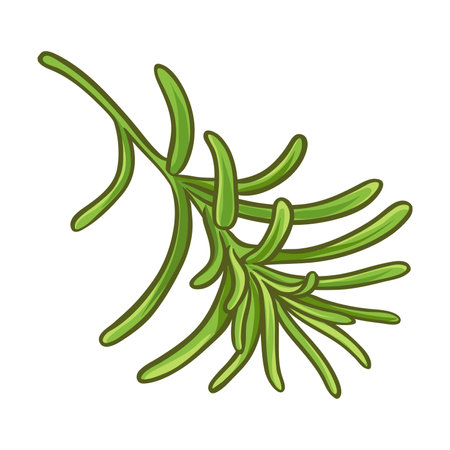 rosemary branch isolated colored illustrationのイラスト素材