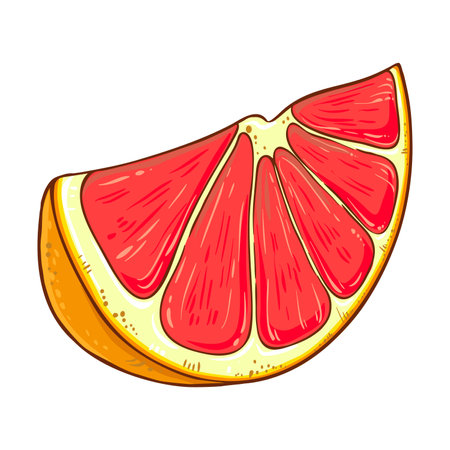 Grapefruit Fruit Colored Detailed Illustrationのイラスト素材