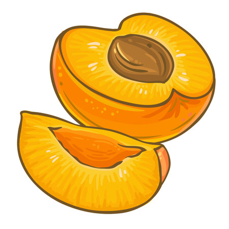 Apricot Fruit Colored Detailed Illustrationのイラスト素材