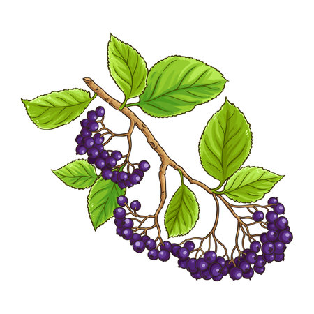 Black Rowan Branch Colored Detailed Illustrationのイラスト素材