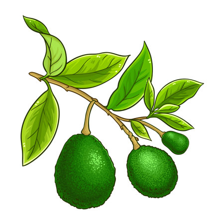 Avocado Branch Colored Detailed Illustrationのイラスト素材