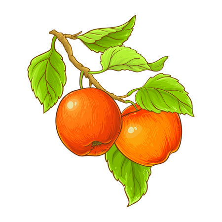 Apple Branch Colored Detailed Illustrationのイラスト素材