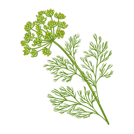 Dill Plant Colored Detailed Illustrationのイラスト素材