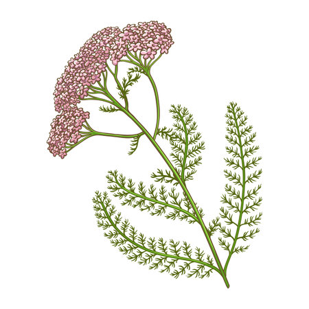 Milfoil Plant Colored Detailed Illustrationのイラスト素材