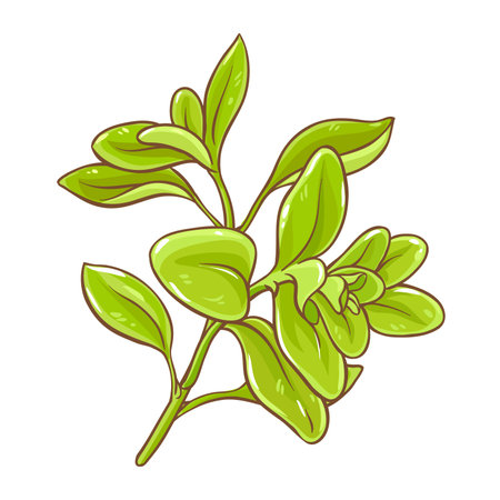 Marjoram Branch Colored Detailed Illustration.のイラスト素材