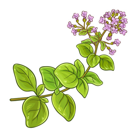Oregano Branch Colored Detailed Illustrationのイラスト素材