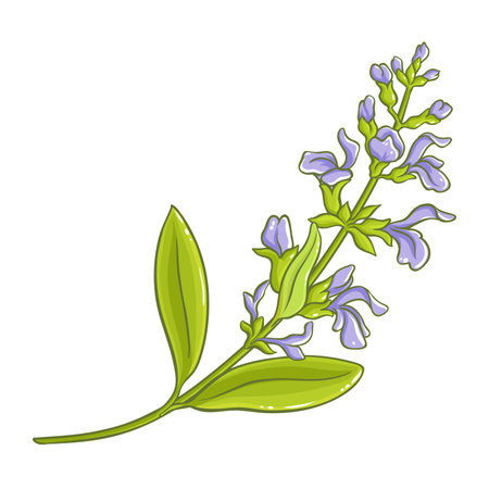 Sage Plant Colored Detailed Illustration.のイラスト素材
