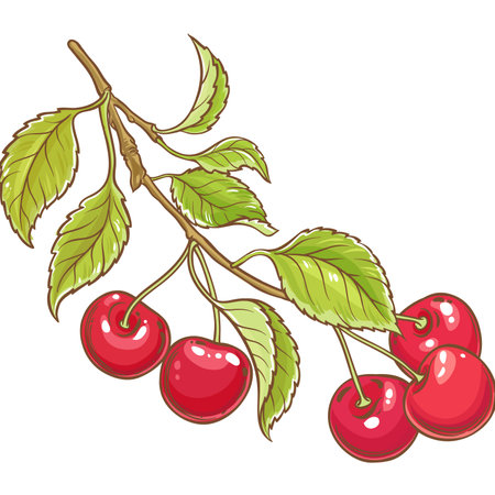 Cherry Branch Colored Detailed Illustration.のイラスト素材
