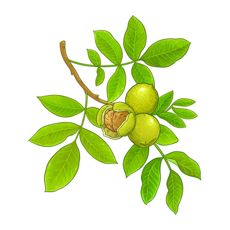 Walnut Branch Colored Detailed Illustrationのイラスト素材