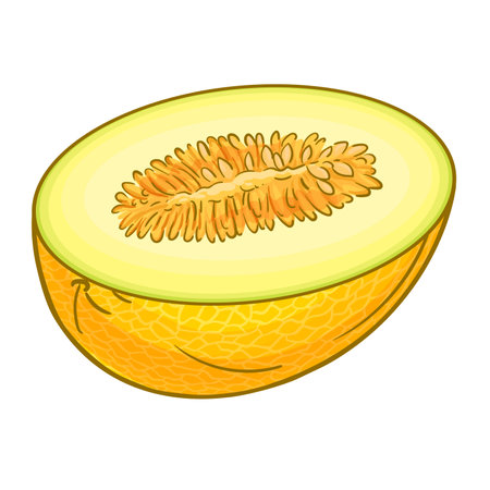 Melon Fruits Colored Detailed Illustrationのイラスト素材