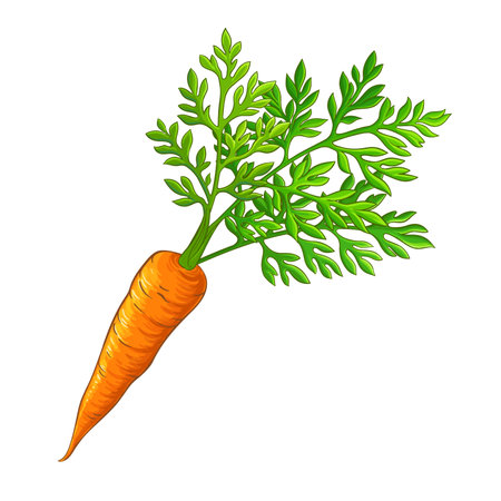 Carrot Root with Leaves Colored Detailed Illustration. Organic natural nutritional healthy food ingredient, vegetarian diet product. Vector isolated for design or decoration.のイラスト素材