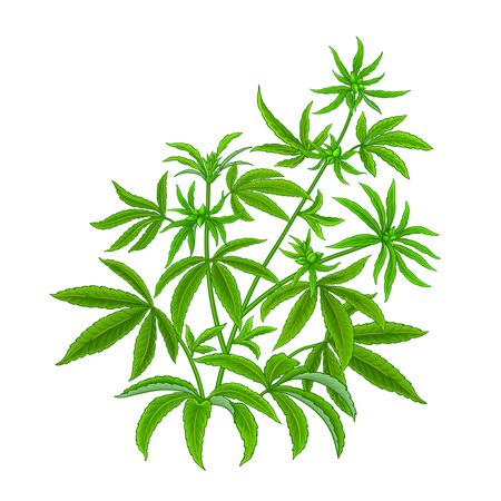 Hemp Plant with Leaves Colored Detailed Illustration. Vector isolated for design or decoration.のイラスト素材