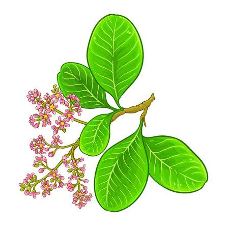 Cashew Branch Colored Detailed Illustration.のイラスト素材