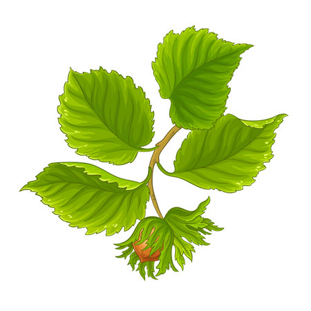 Hazelnut Branch Colored Detailed Illustration.のイラスト素材