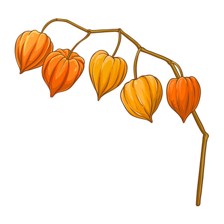 Phisalis Branch Colored Detailed Illustrationのイラスト素材