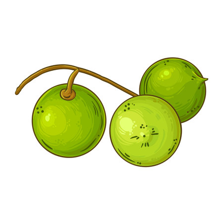 Macadamia Nuts Colored Detailed Illustration.のイラスト素材