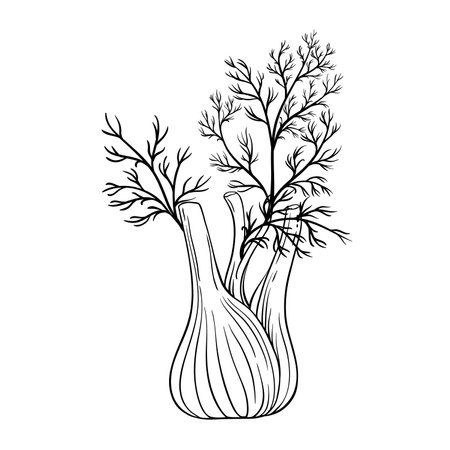 Fennel Vegetable Isolated Outline Illustrationのイラスト素材