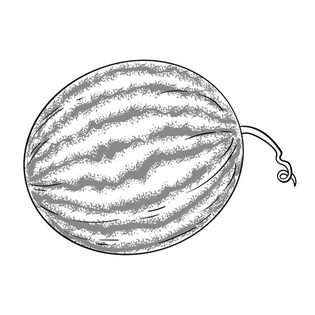 Watermelon Fruit Isolated Outline Illustrationのイラスト素材