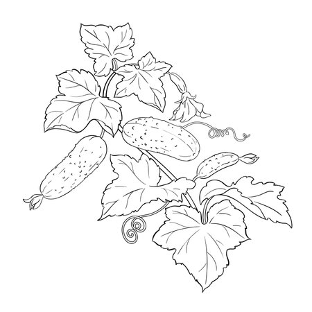 Cucumber Plant with Flowers Outline Illustrationのイラスト素材
