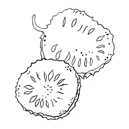 Soursop Fruit Isolated Outline Illustrationのイラスト素材