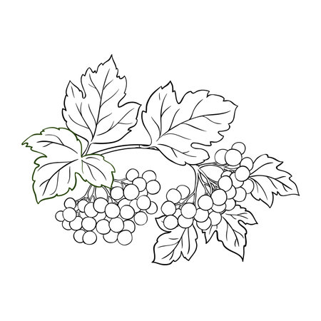 Guelder Rose Branch Outline Illustrationのイラスト素材
