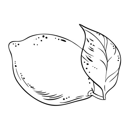 Lemon Fruit Isolated Outline Illustrationのイラスト素材