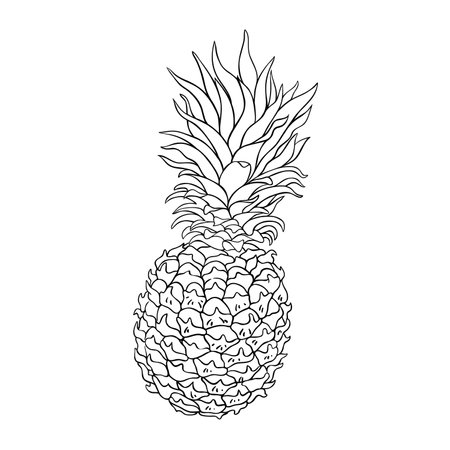 Pineapple Fruit Isolated Outline Illustrationのイラスト素材