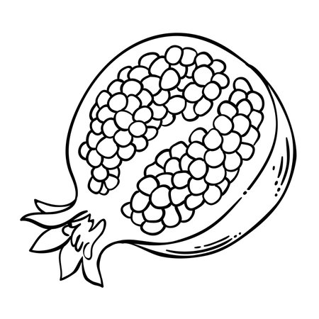 Pomegranate Fruit Isolated Outline Illustrationのイラスト素材