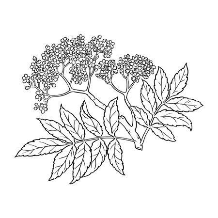 Rowan Branch with Flowers Outline Illustrationのイラスト素材