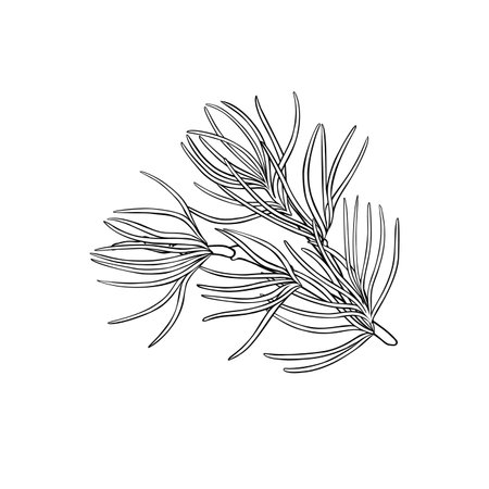 Pine Branch Isolated Outline Illustrationのイラスト素材