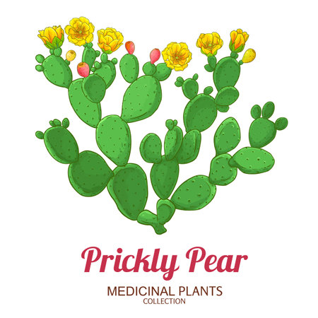 Prickly Pear Colored Detailed Illustrationのイラスト素材