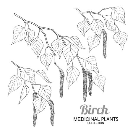 Birch Branch with Flowers Outline Illustrationのイラスト素材