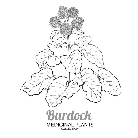 Burdock Plant with Flowers Outline Illustrationのイラスト素材
