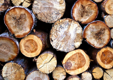 The texture of the wood.