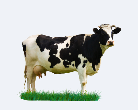 Cow dairy.の写真素材