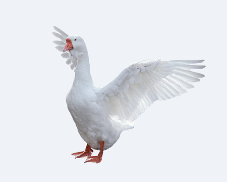 White domestic goose.の写真素材