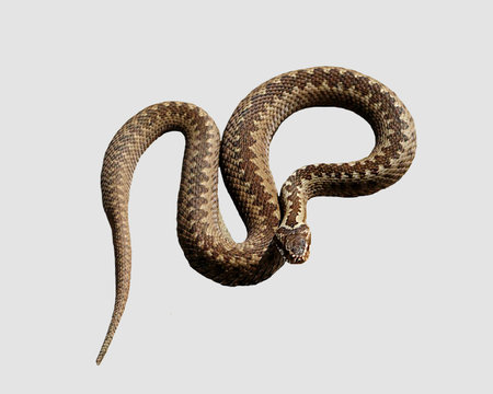 Common Viper snake.