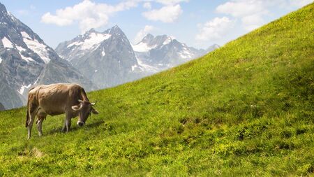 Cow grazing in the mountains.の写真素材
