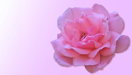 Beautiful pink rose on a black background.の写真素材