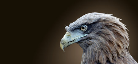 The head of an eagle bird isolated on a brown background.