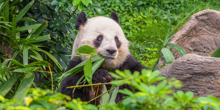 Young panda bear, chewing juicy bamboo rastirelnost.の写真素材