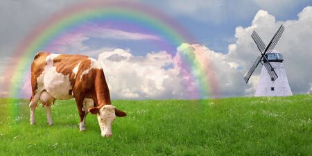 Young cow grazing in the summer at the farmer's field.の写真素材